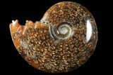 Polished, Agatized Ammonite (Cleoniceras) - Madagascar #94272-1